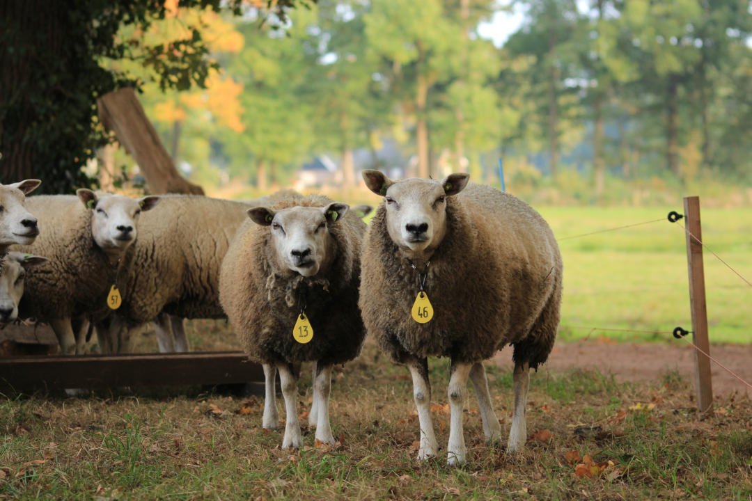 Schapen
