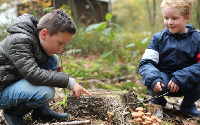 Herfst natuur